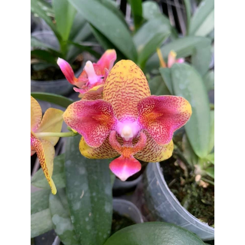 Орхiдея Phal. (Tzu Chiang Balm x Brother Sara Gold) ES-1 метелик